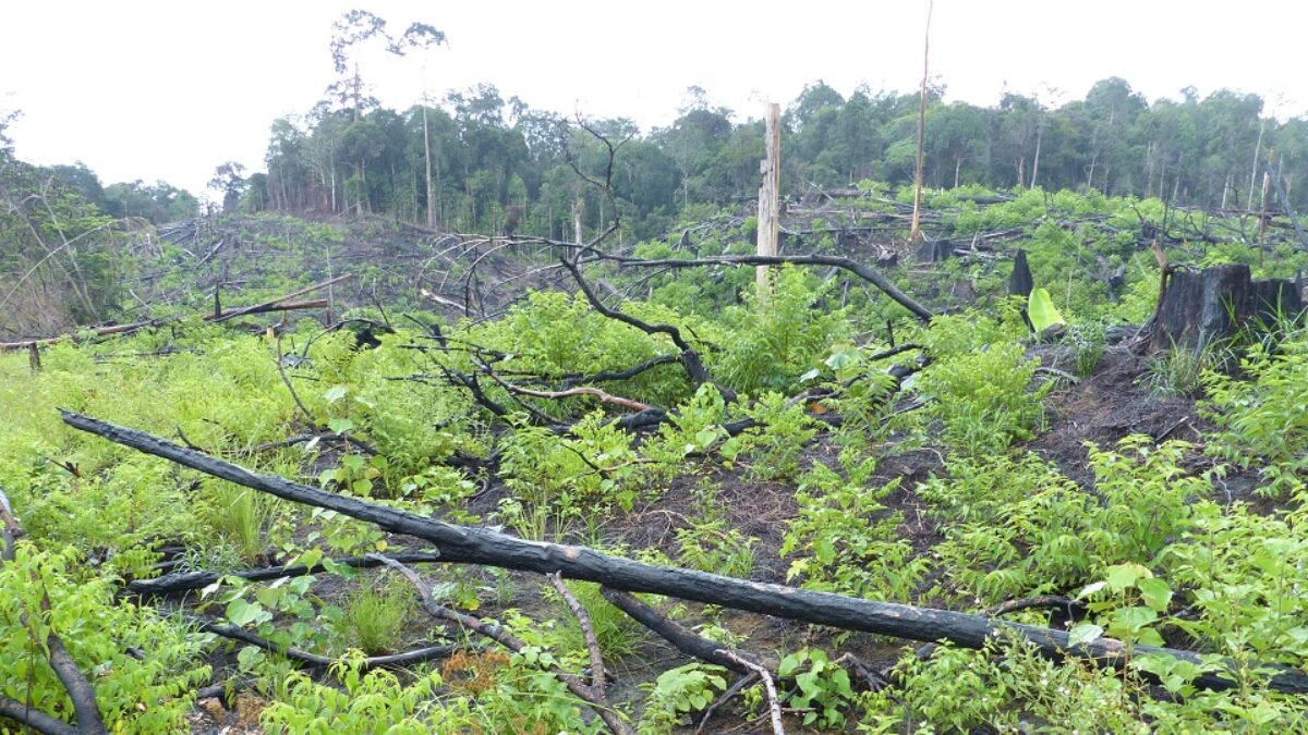 Bornéo, un nouveau projet de loi menace la survie de ce qui reste de la forêt tropicale