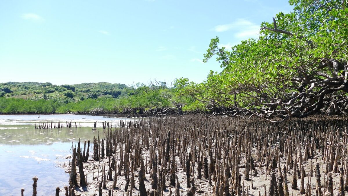 Les sites Ramsar de Madagascar protègent 1,5 million d’hectares de zones humides !