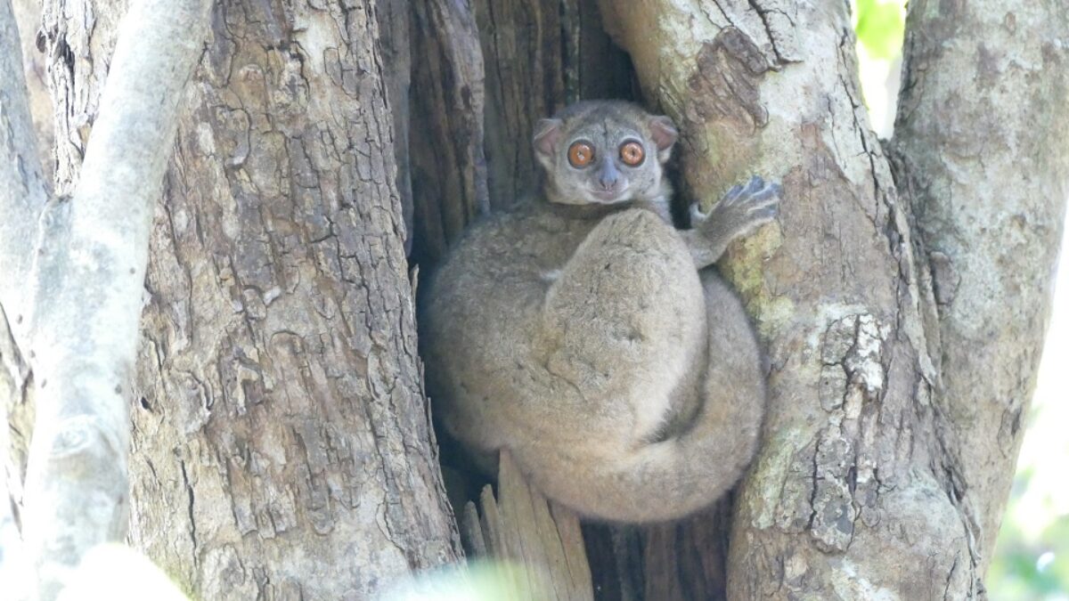 Vers une disparition inéluctable de plus de 80% des lémuriens à Madagascar ?