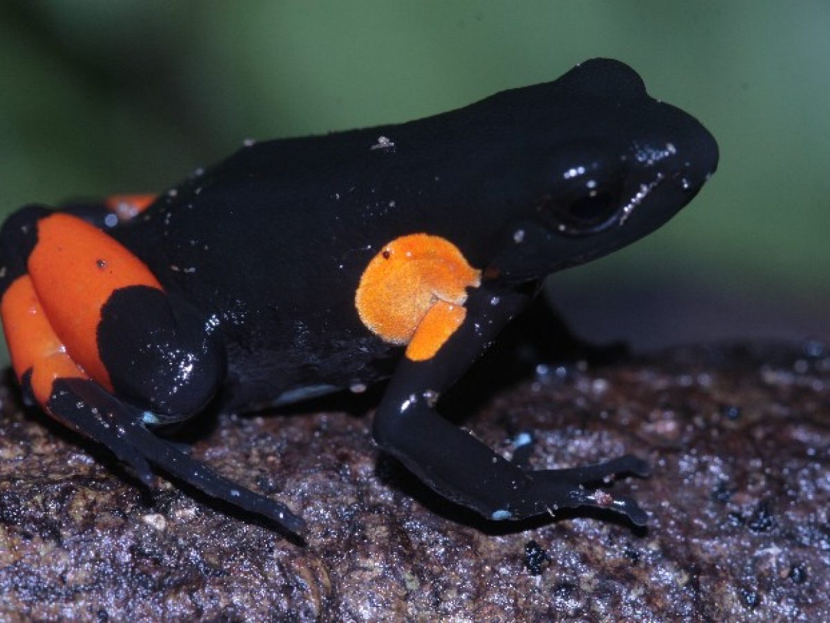 Comment préserver les amphibiens de Madagascar ? - Univet Nature