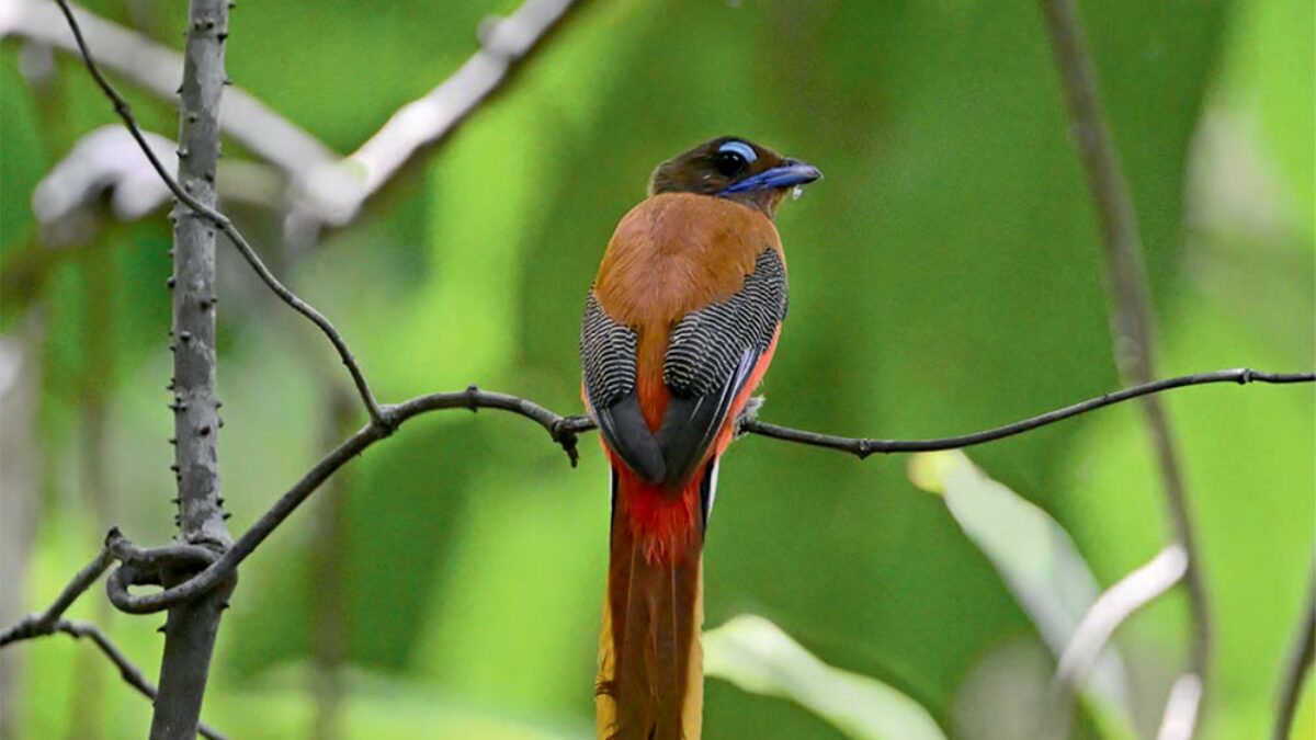 Au cœur de Bornéo, l’Oiseau magazine présente un carnet de voyage naturaliste