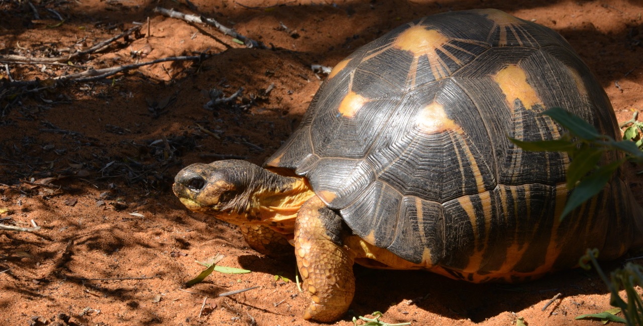 La SOPTOM et Univet Nature solidaires des Tortues étoilées de Madagascar