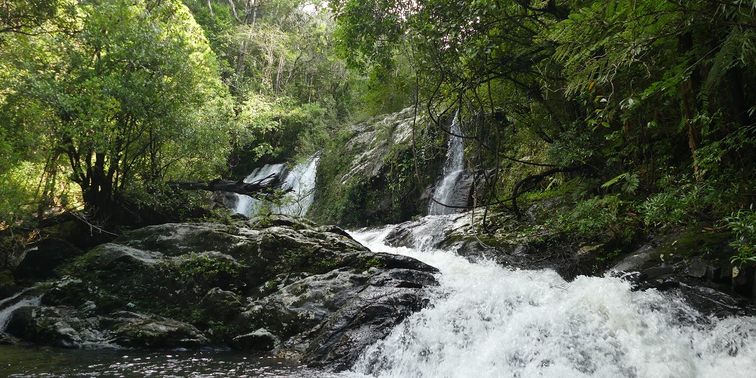 Préserver les forêts primaires de l&rsquo;Est de Madagascar : l&rsquo;ADAFAM et Univet Nature s&rsquo;engagent ensemble à Manompana (Région de Tamatave).