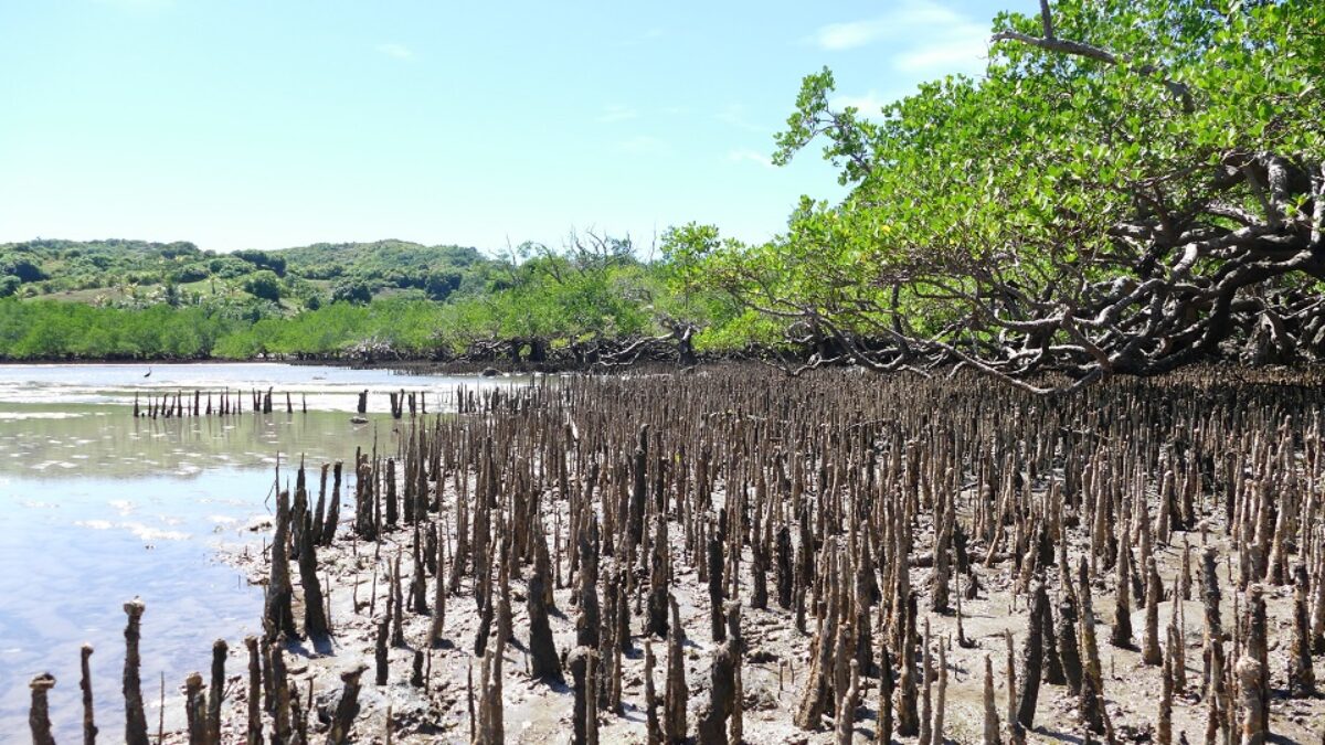 Les mangroves, entre mer et littoral tropical