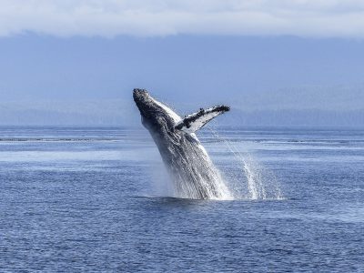 En soutenant CETAMADA, Univet Nature et les vétérinaires d’UNIVET se mobilisent pour la protection des baleines à Madagascar