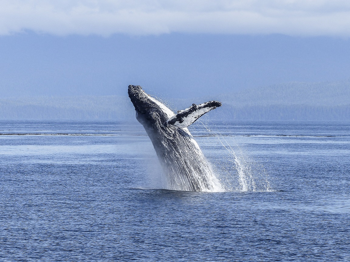 En soutenant CETAMADA, Univet Nature et les vétérinaires d&rsquo;UNIVET se mobilisent pour la protection des baleines à Madagascar