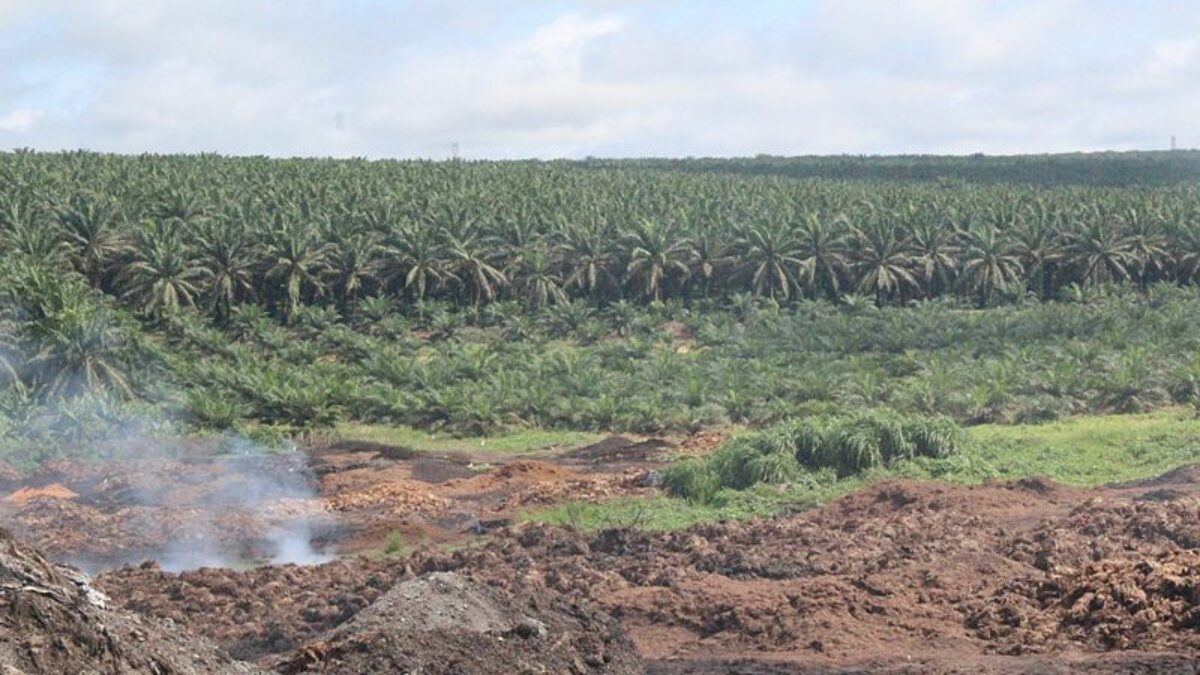 Palmiers à huile et mise en danger de la biodiversité tropicale