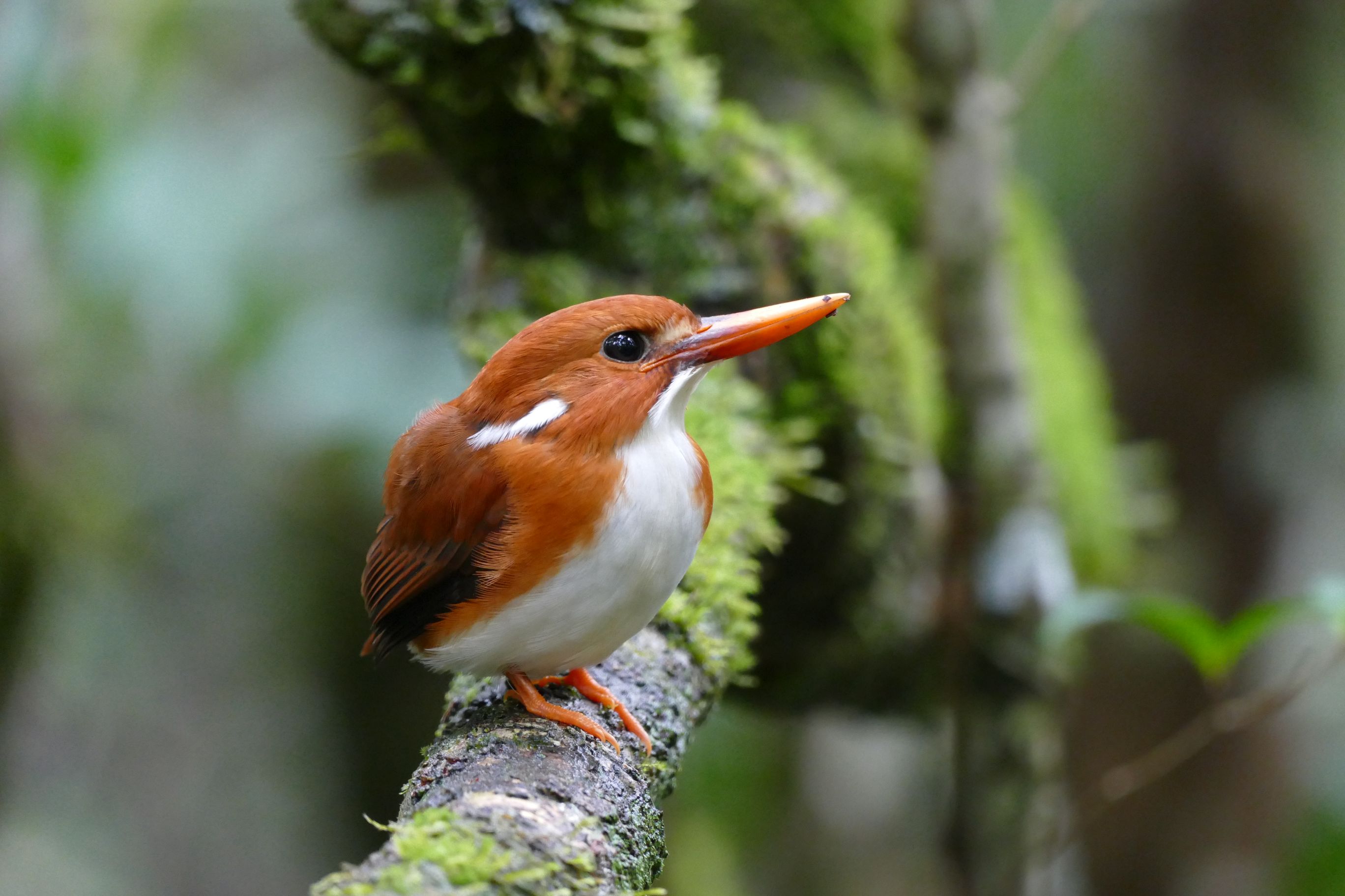 Les oiseaux de Madagascar - Univet Nature