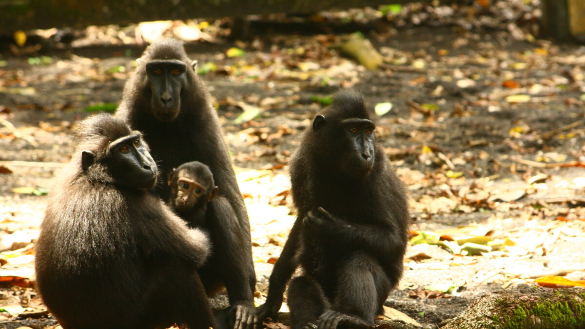 Le macaque à crête en danger critique d’extinction en Indonésie
