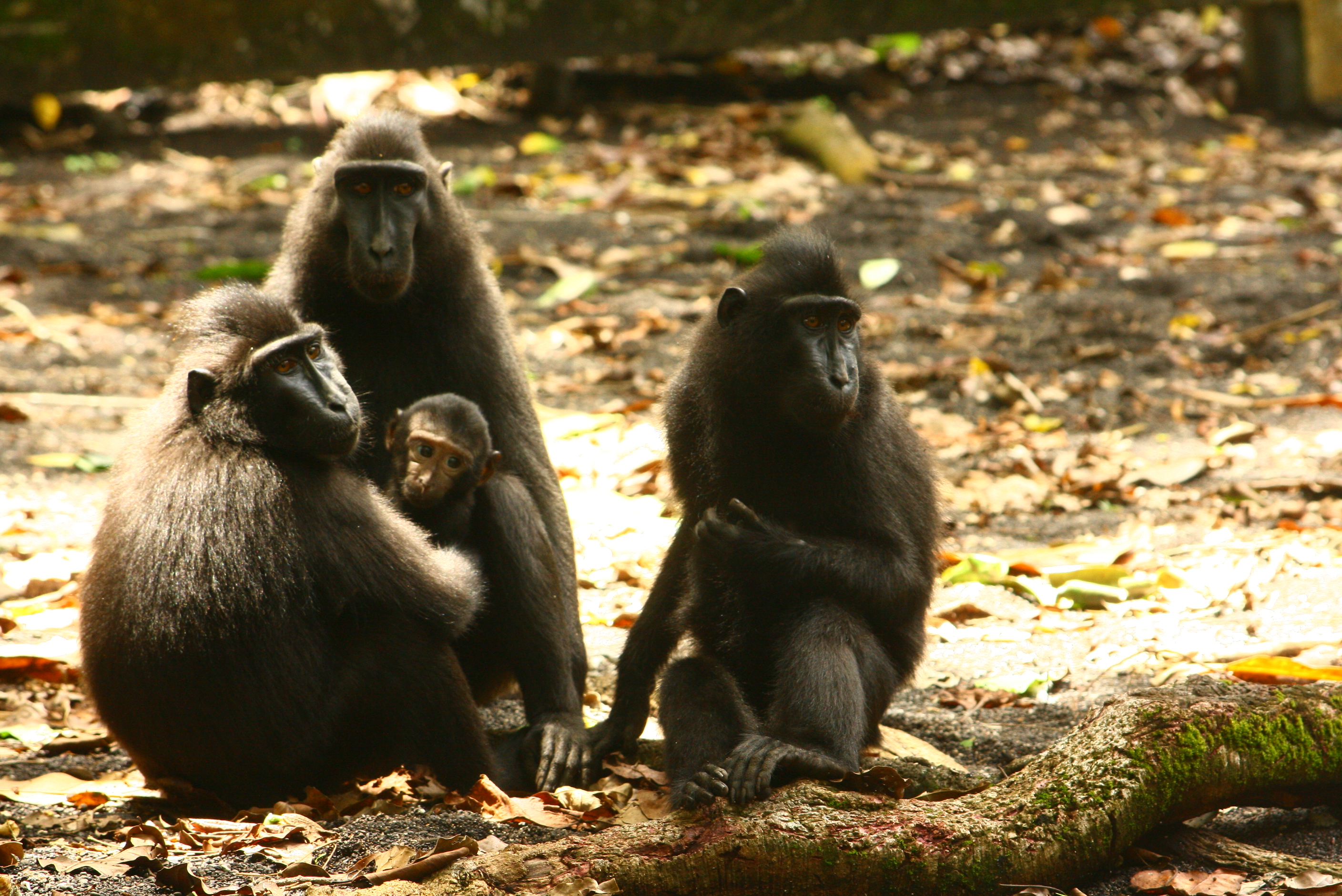 Le macaque à crête en danger critique d&rsquo;extinction en Indonésie
