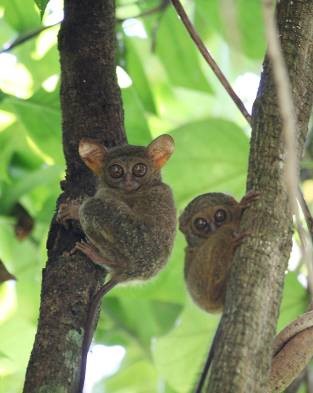 Tangkoko Conservation Education, un espoir pour la nature de Sulawesi