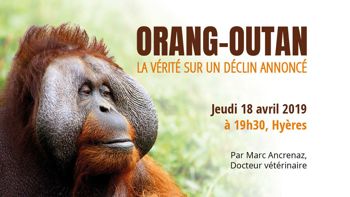 Conférence sur les Orangs-outans le 18 avril à Hyères, avec Hutan