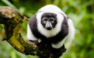 Vari de Madagascar