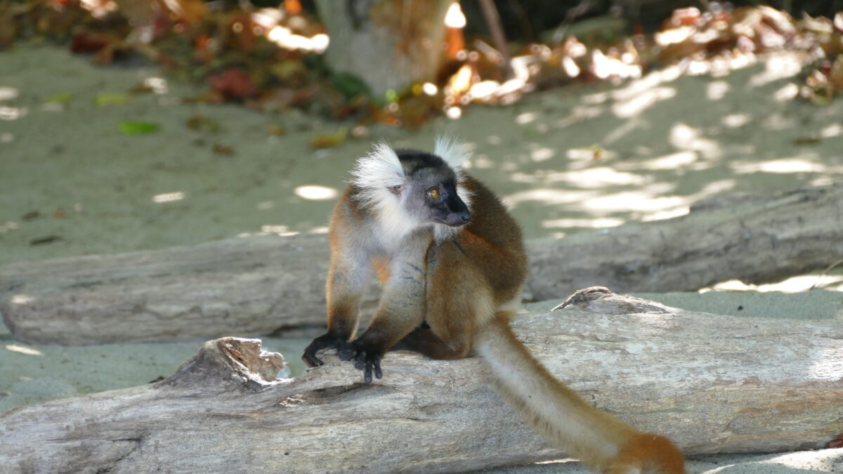 Une pétition pour la biodiversité de Madagascar
