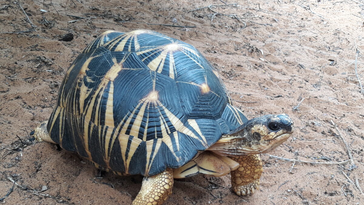 Zoetis et Univet Nature partenaires pour la protection des tortues à Madagascar