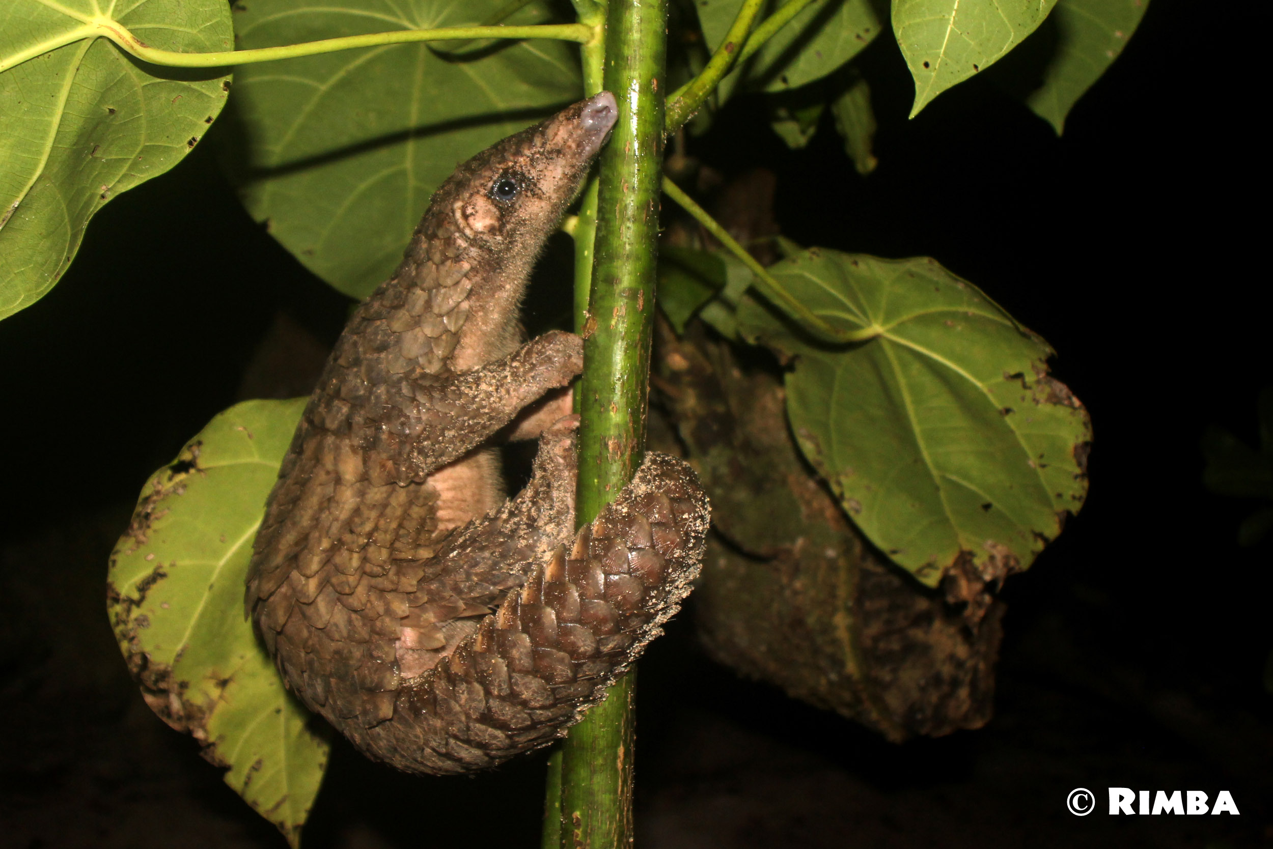 Entre mer et forêt, Rimba agit à Sumatra pour la biodiversité de l’Indonésie !