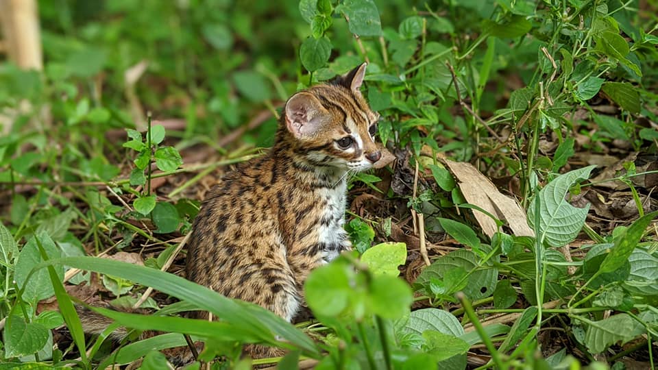 Un nouveau centre vétérinaire pour les animaux sauvages à Sumatra géré par Yaboumba