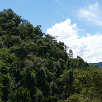 Comment préserver les vieilles forêts tropicales avec la compensation carbone ?