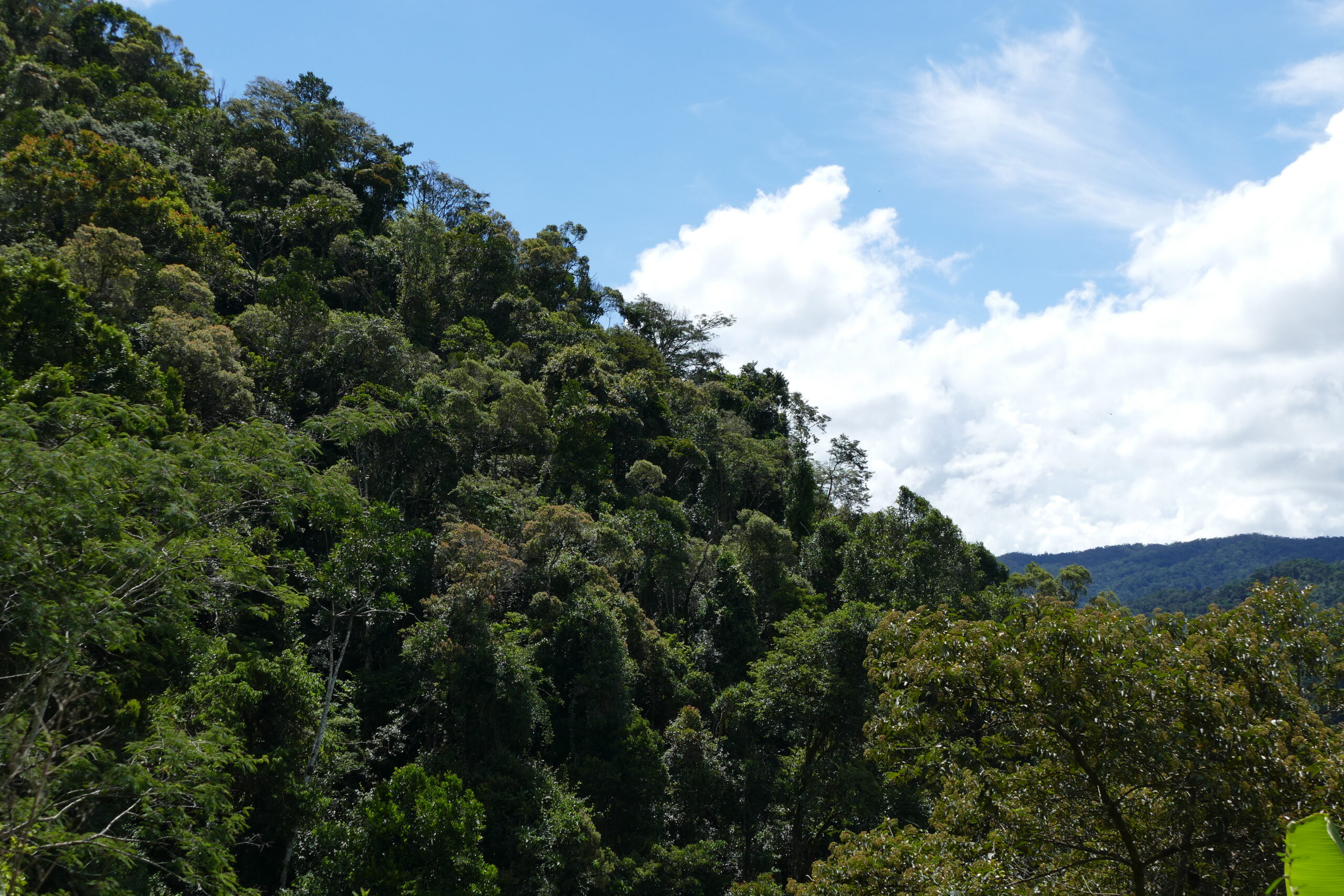 Comment préserver les vieilles forêts tropicales avec la compensation carbone ?