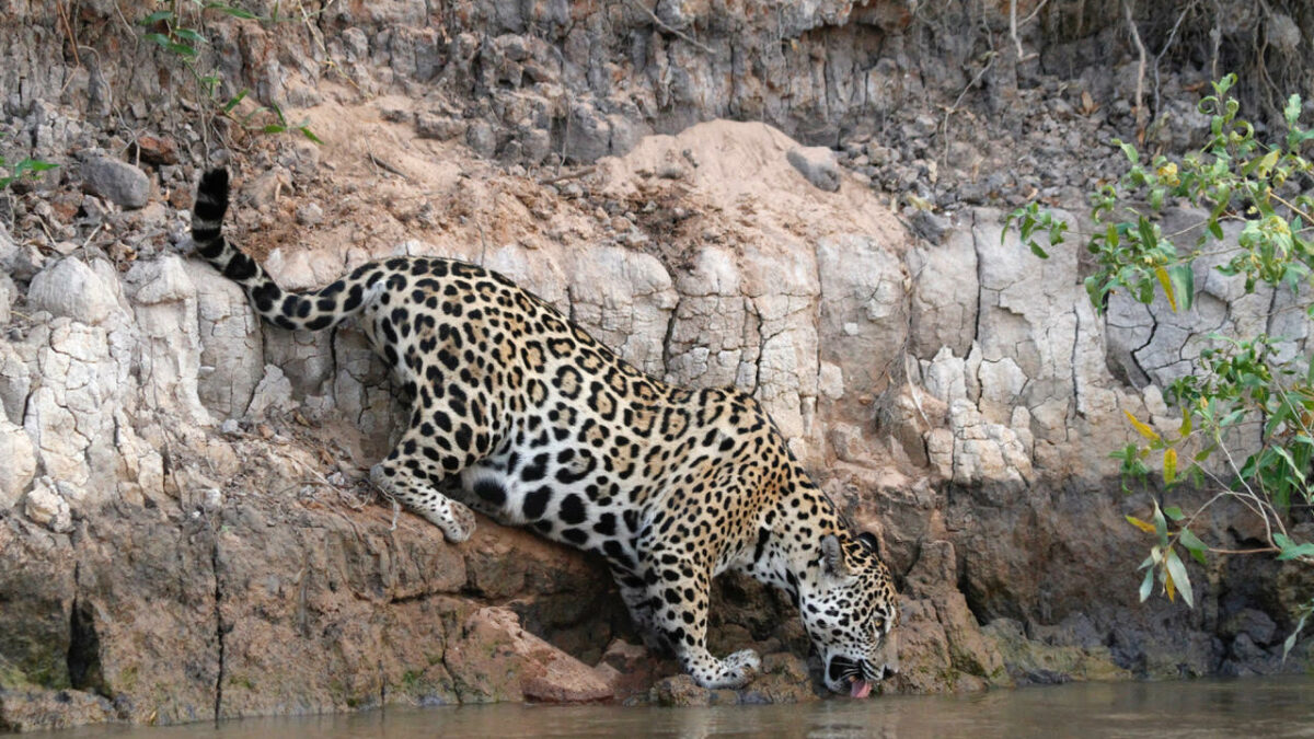Panthera, une ONG entièrement dévouée à la conservation des félins dans le monde