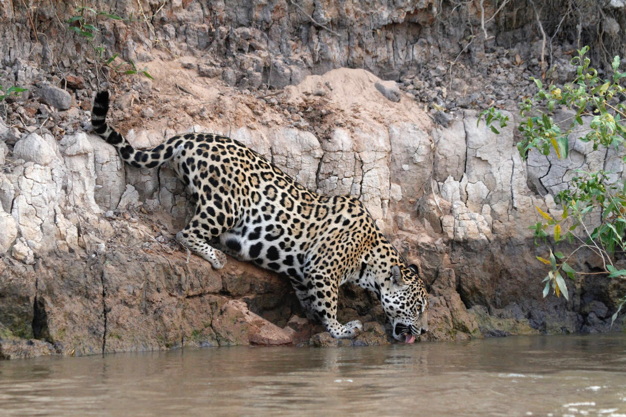 Panthera, une ONG entièrement dévouée à la conservation des félins dans le monde
