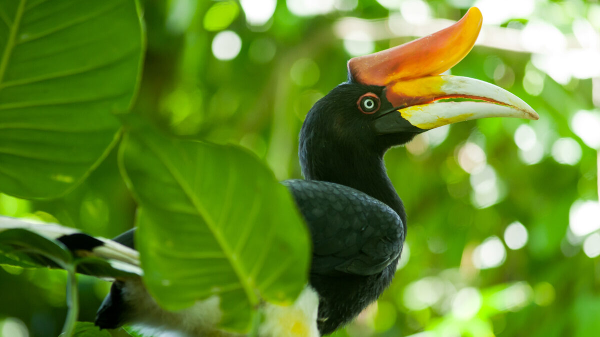 Sauvons ensemble les oiseaux de Bornéo. Soutenez la protection des calaos