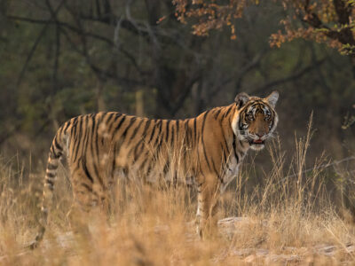 Améliorer la coexistence humains-tigres en périphérie du Parc National de Bardia au Népal