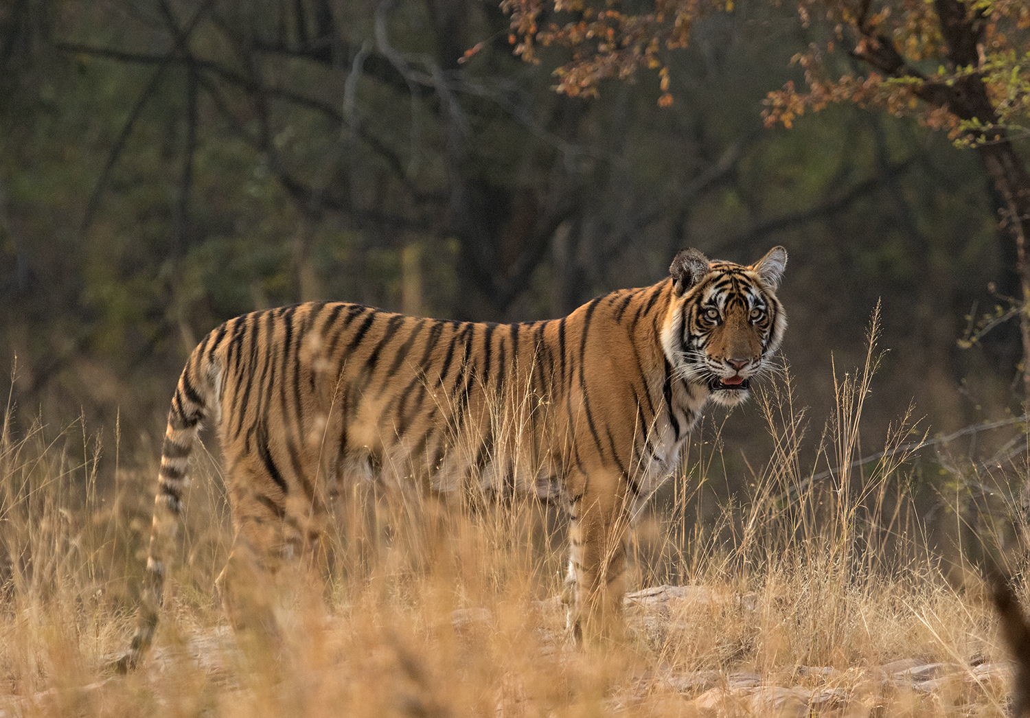Améliorer la coexistence humains-tigres en périphérie du Parc National de Bardia au Népal