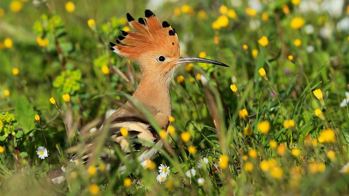 Des corridors environnementaux pour les oiseaux autour du lac d’Ichkeul en Tunisie
