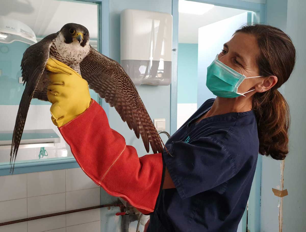 Des vétérinaires et des ASV engagés pour la faune sauvage et la nature ...