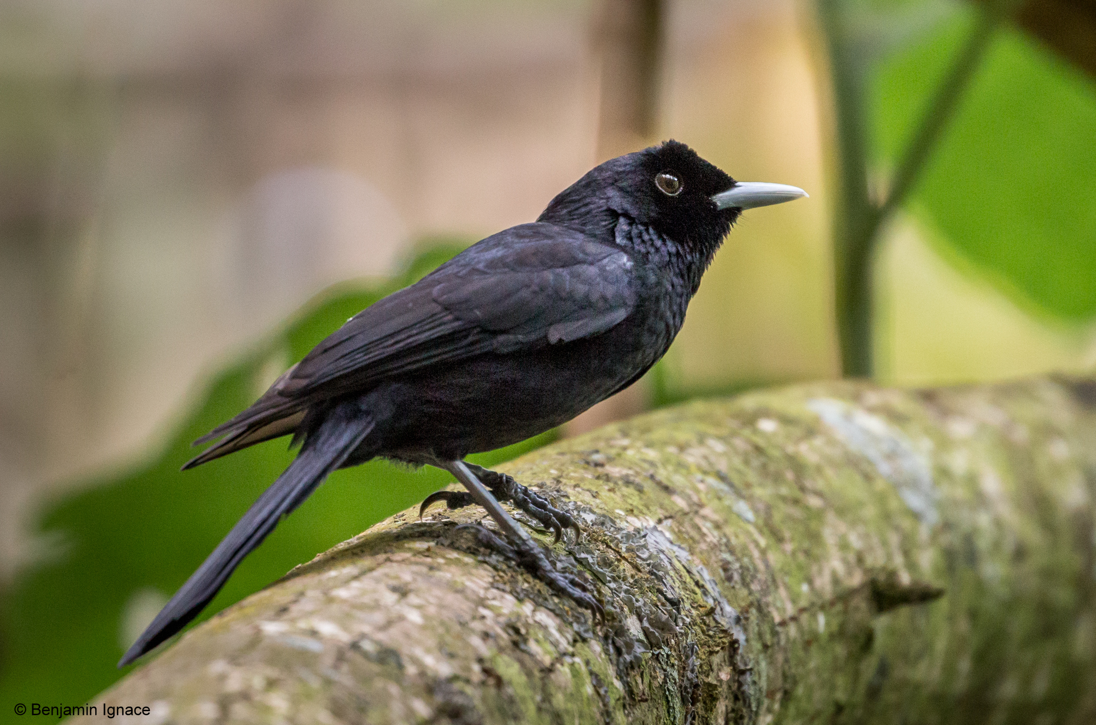 Le  Monarque de Fatu Hiva des Iles Marquises, un oiseau en voie d’extinction