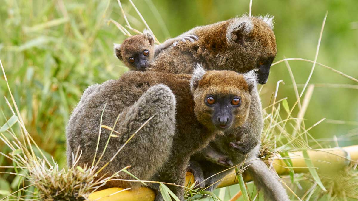 Quel espoir pour les animaux sauvages ce soir du 30 septembre 2021 ?