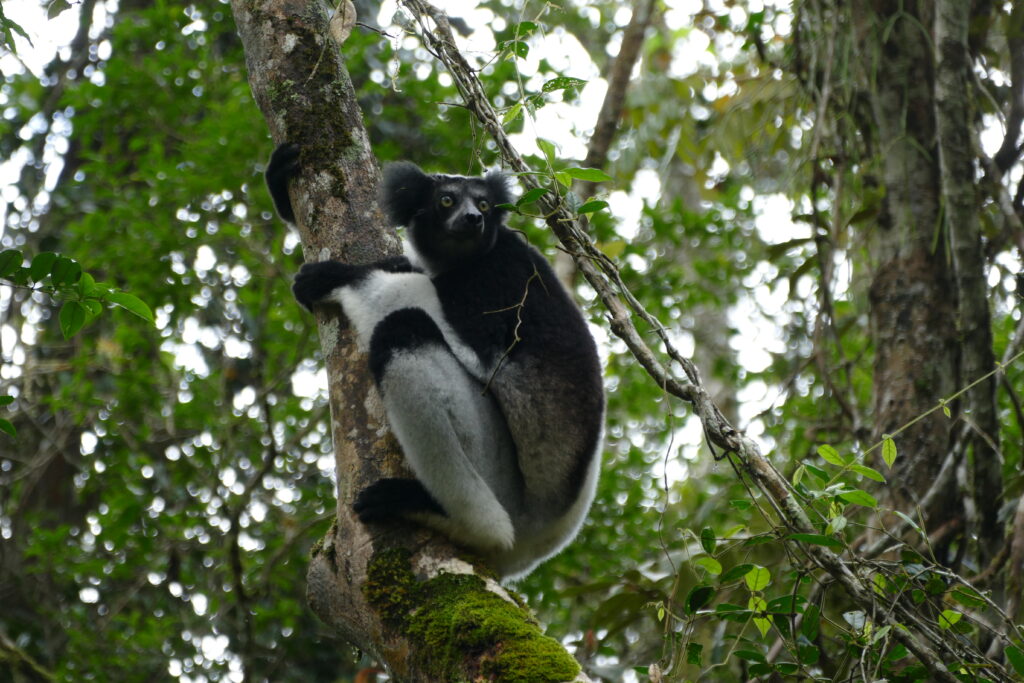 Indri indri en situation crtique d'extinction - Benjamin Kabouche