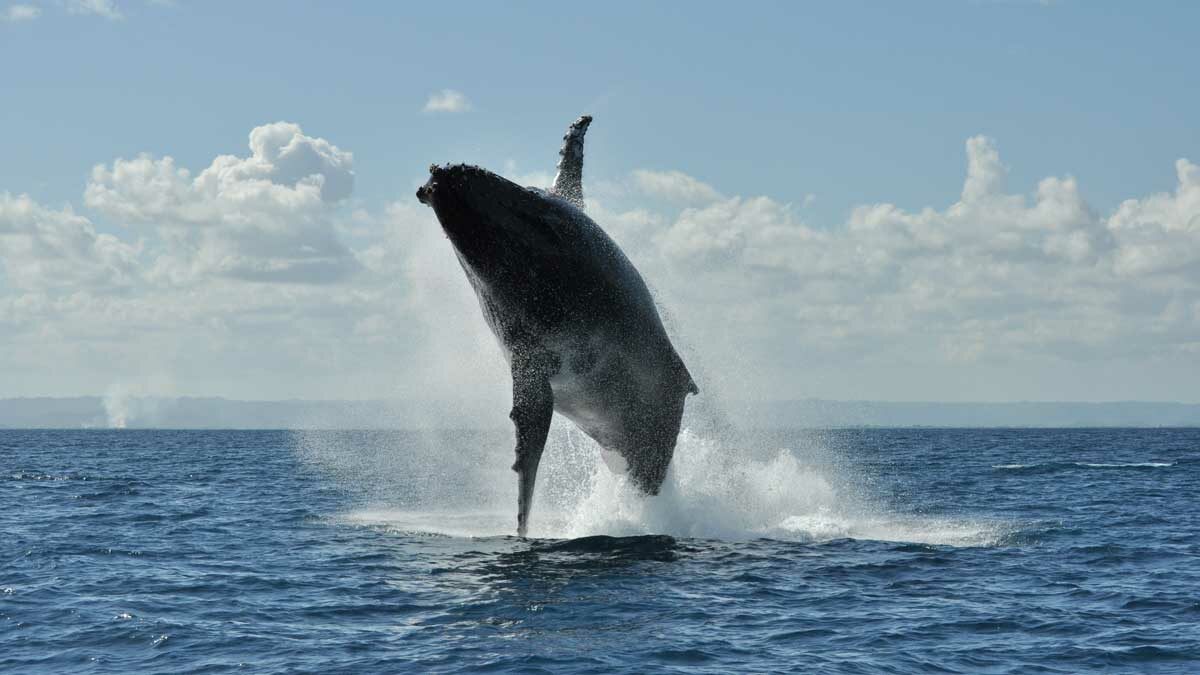 Madagascar un espace-clé pour la mise bas des baleines à Bosse