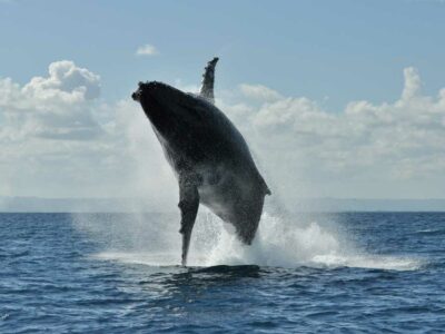 Madagascar un espace-clé pour la mise bas des baleines à Bosse