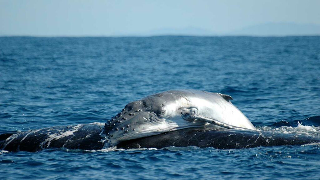 Une Baleine à bosse remonte un baleineau à la surface - Cétamada