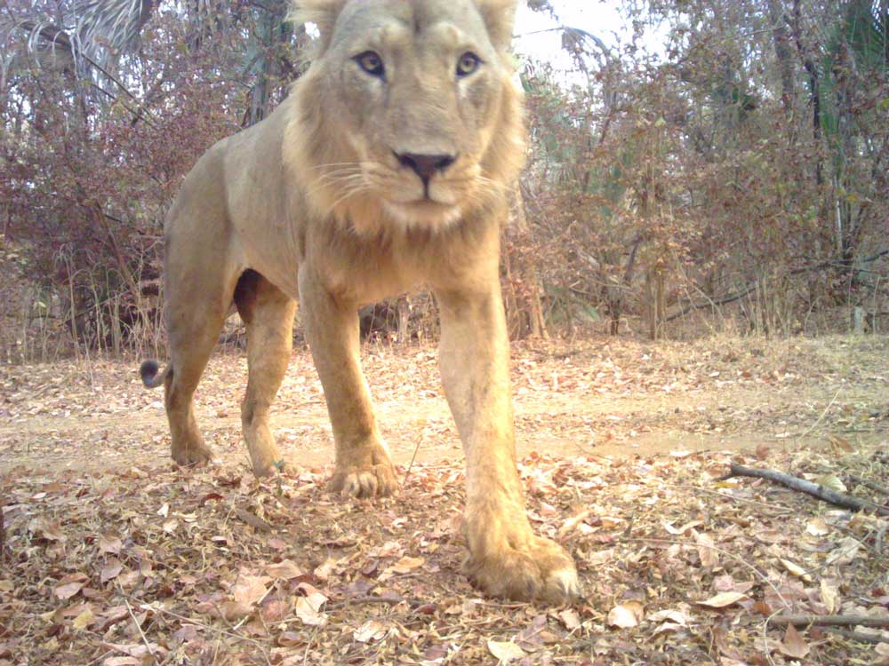 Lion photographié à l'aide d'un piège photo