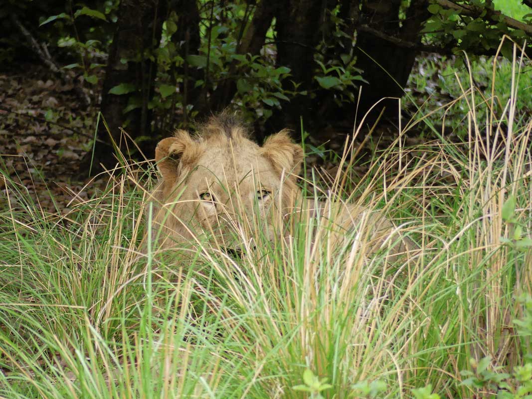 Lion du Sénégal camouflé dans la végétation - Photo Panthera
