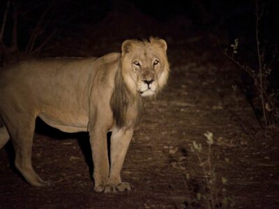 Protection des lions et de la faune sauvage emblématique du Niokolo-Koba (Sénégal)
