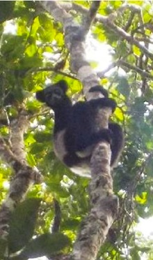 Observation d’un Indri par les gardes forestier de novembre 2021 à avril 2022. Source photo : ©Augustin Kaloloha