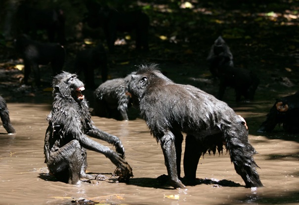 Macaques à crêtes jouant dans une rivière
