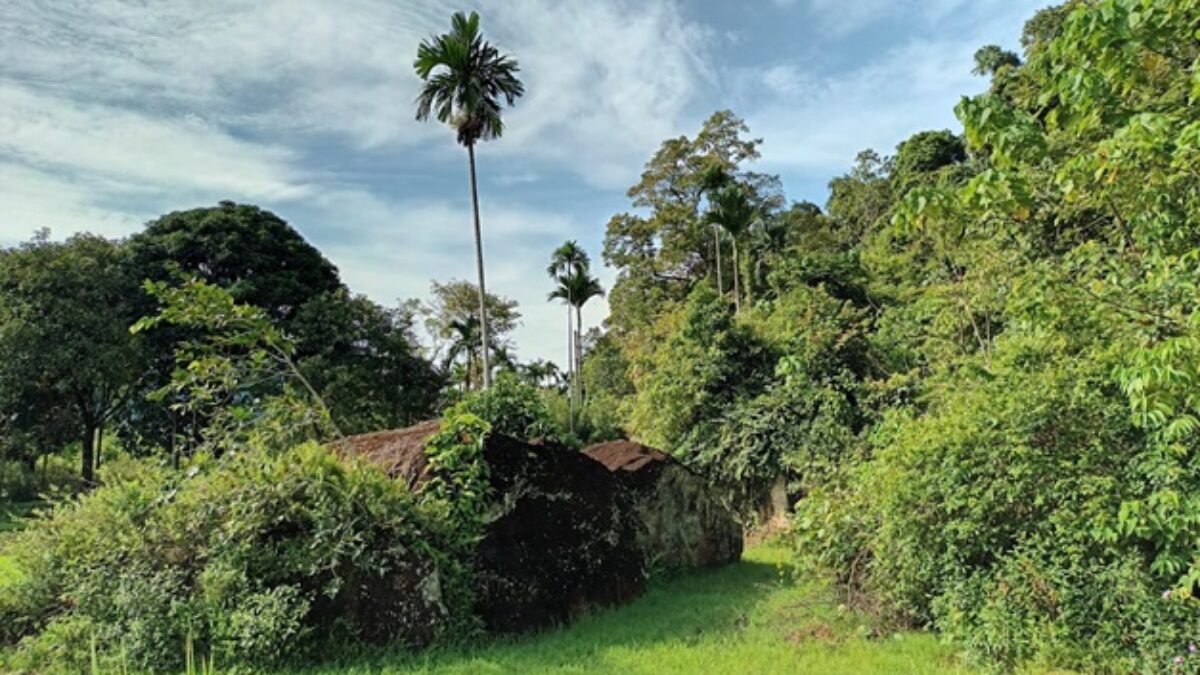 Des forêts sauvées à Sumatra