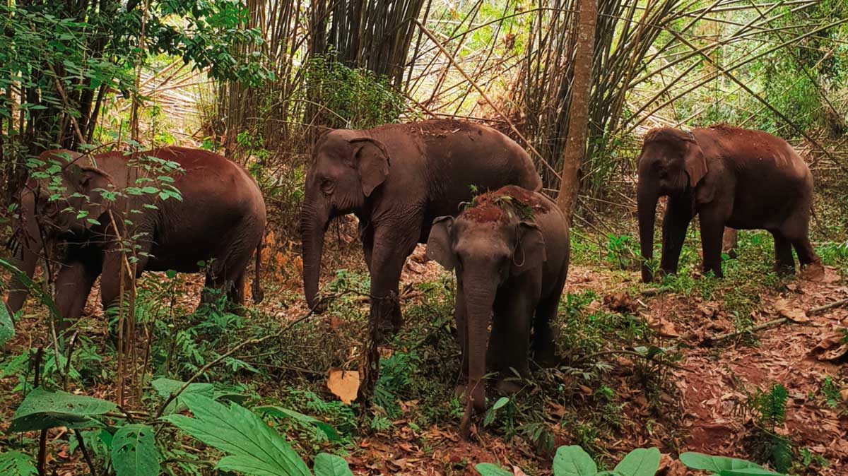 Des éléphants et des hommes