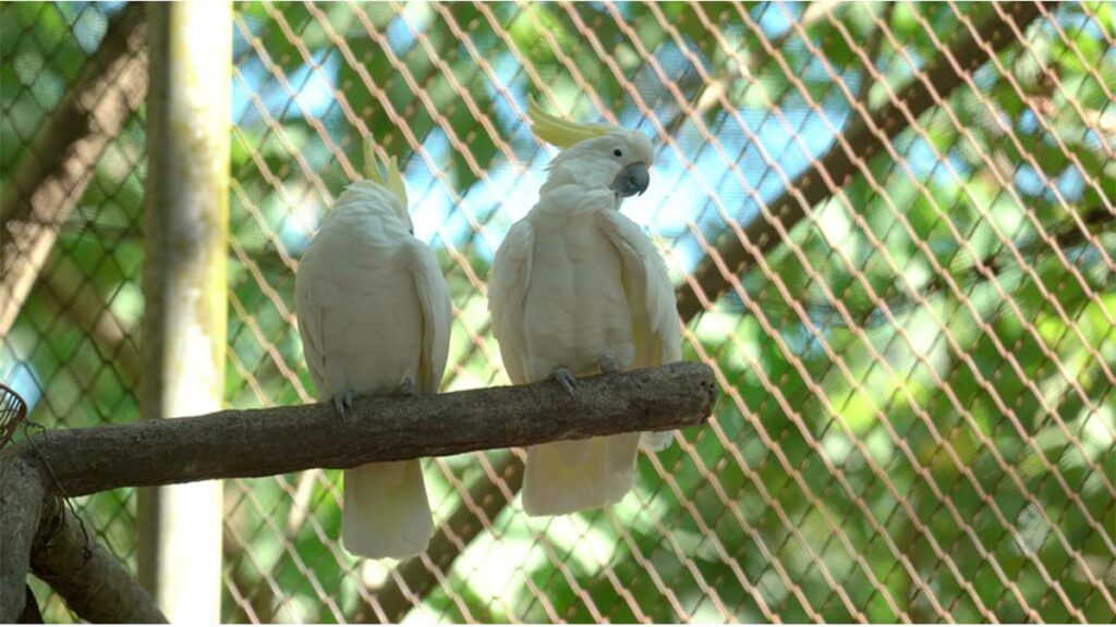Cacatoès blanc (Cacatua alba) saisis et hébergés au Tasikoki Rescue Centre. Crédit photo : Yvan Kereun Appa alias Animaux MDE