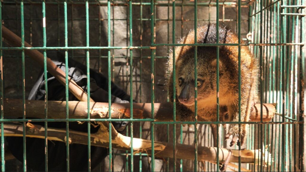 Le Couscous des Célèbes (Ailurops ursinus) ou « l’ours de Sulawesi ». Jeune individu sauvage saisi chez un particulier, Sulawesi avril 2023. Crédit photo : Yvan Kereun Appa alias Animaux MDE