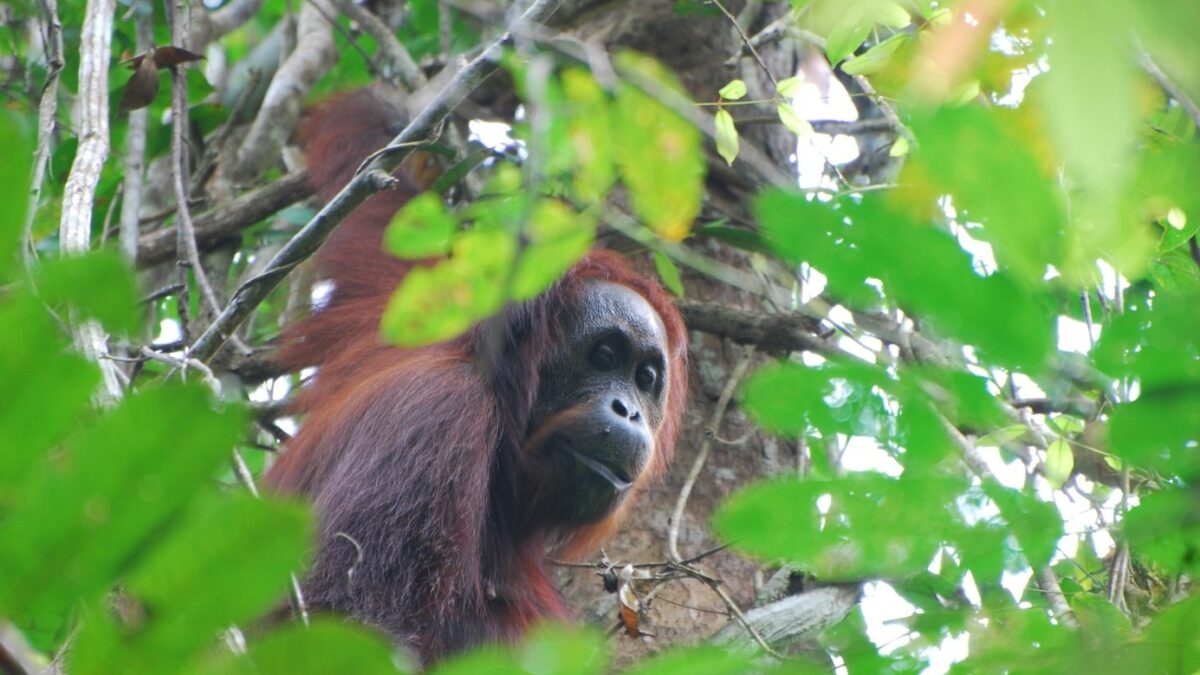 Journée mondiale des Grands Singes le 24 juin 2023. Les Orangs Outan de Bornéo, des primates menacés