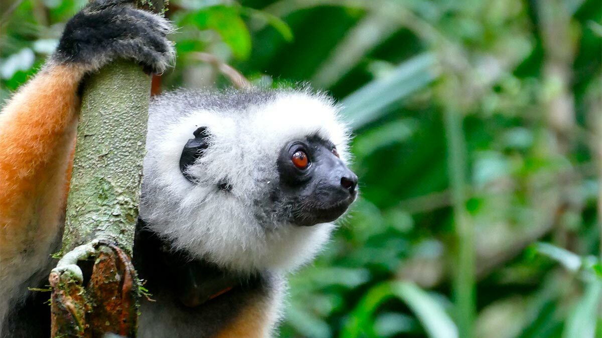 Urgence pour les lémuriens en danger d’extinction : merci pour votre DON