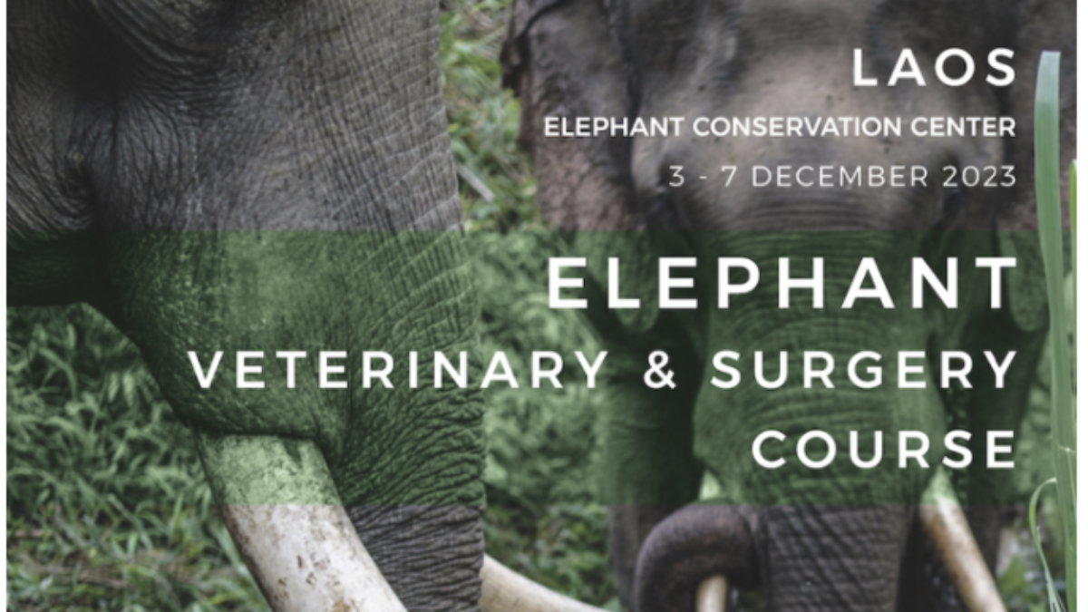 Médecine et chirurgie vétérinaire au Centre de Conservation des Éléphants