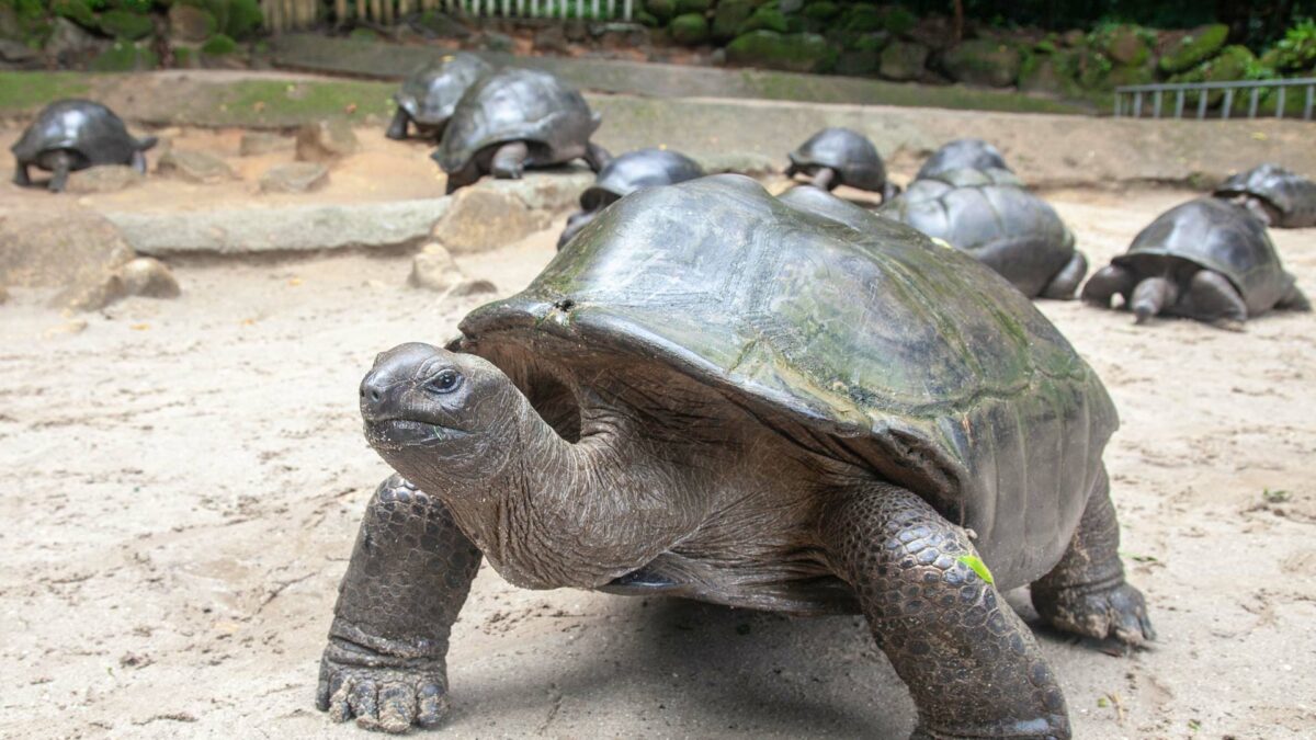 Les tortues géantes dans l&rsquo;archipel des Seychelles