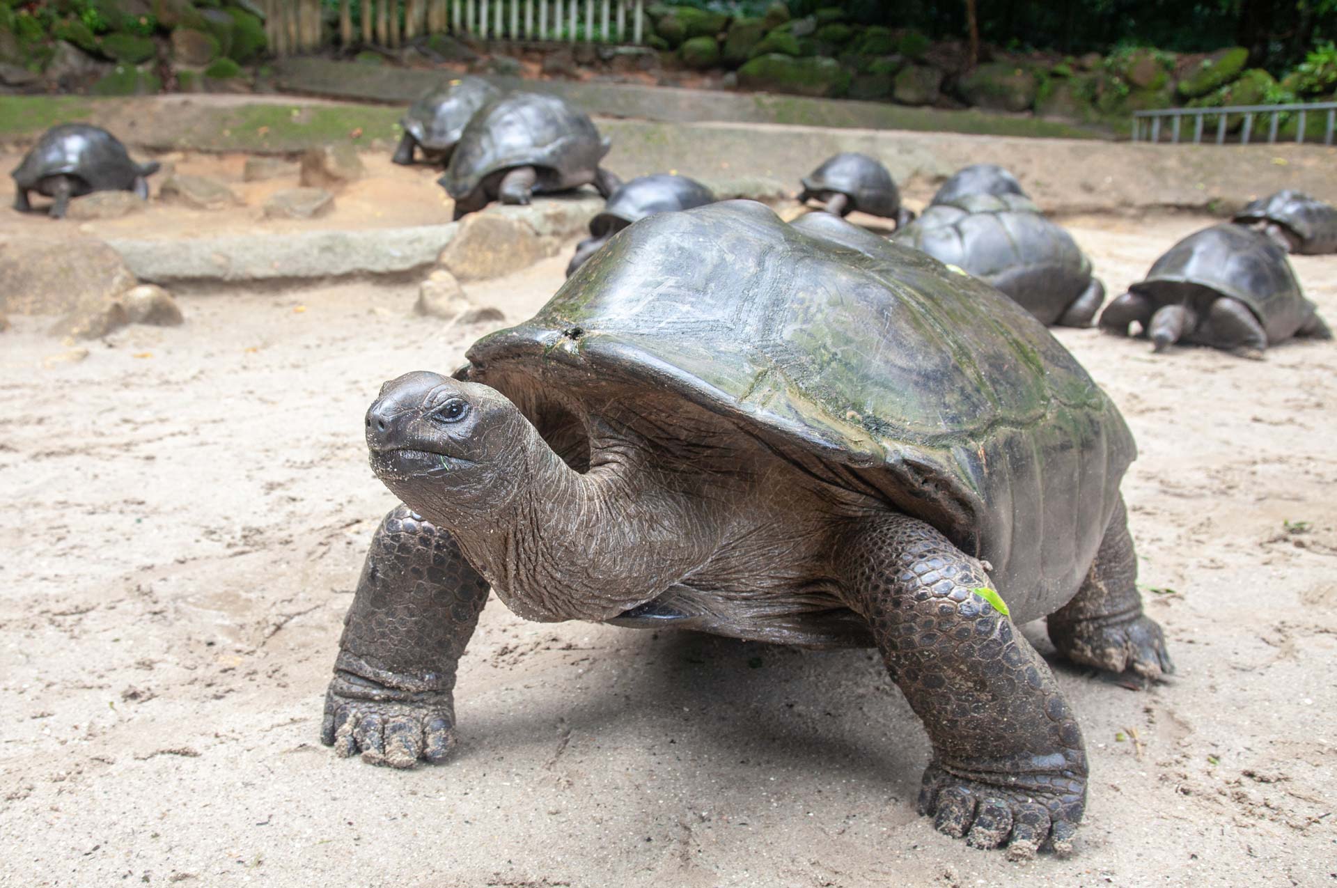 Les tortues géantes dans l&rsquo;archipel des Seychelles